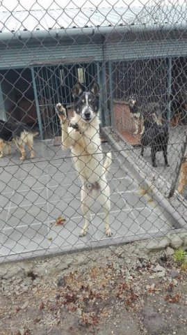 Szkolna akcja na rzecz schroniska dla bezdomnych zwierząt.
