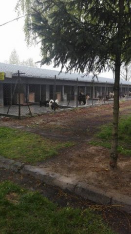 Szkolna akcja na rzecz schroniska dla bezdomnych zwierząt.